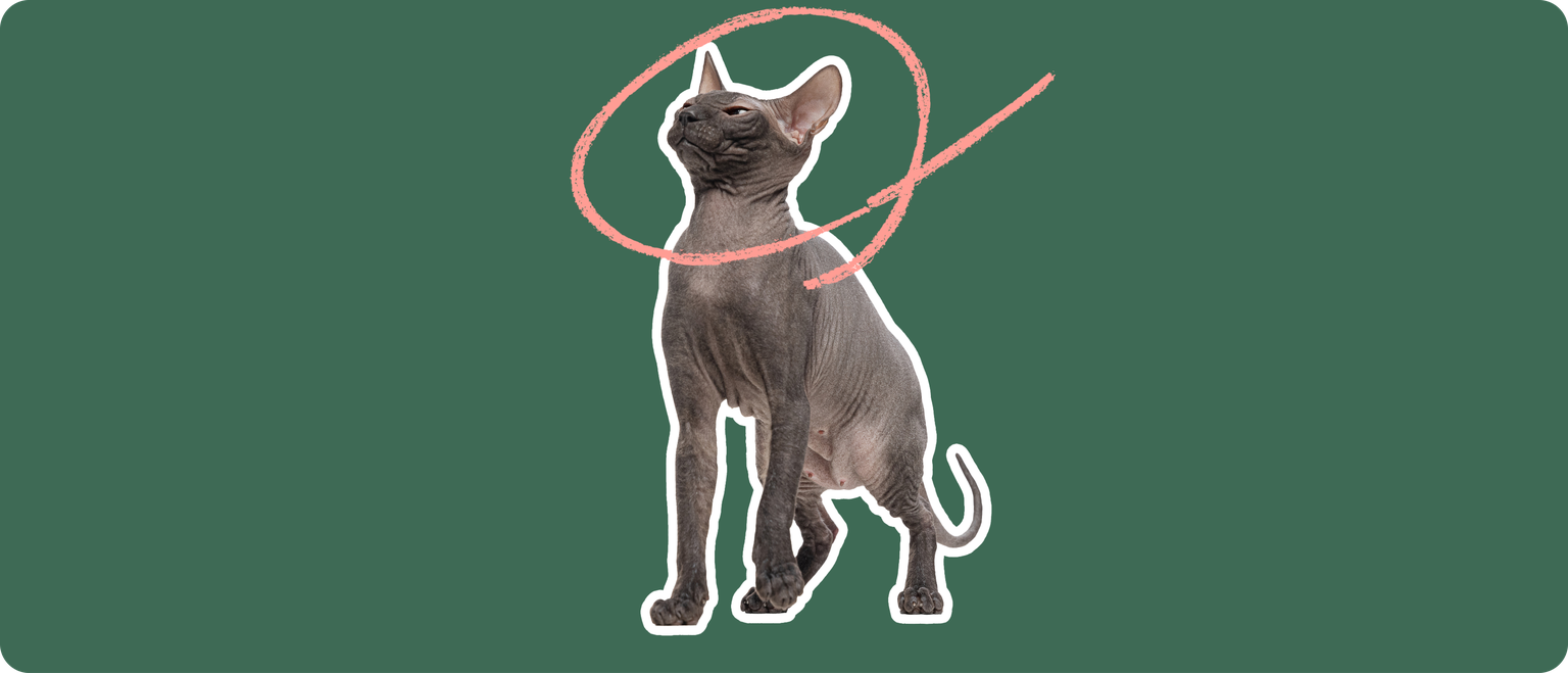 A Mexican Hairless cat, cut out with a white outline, with a pink circle around it's head, on a solid green background