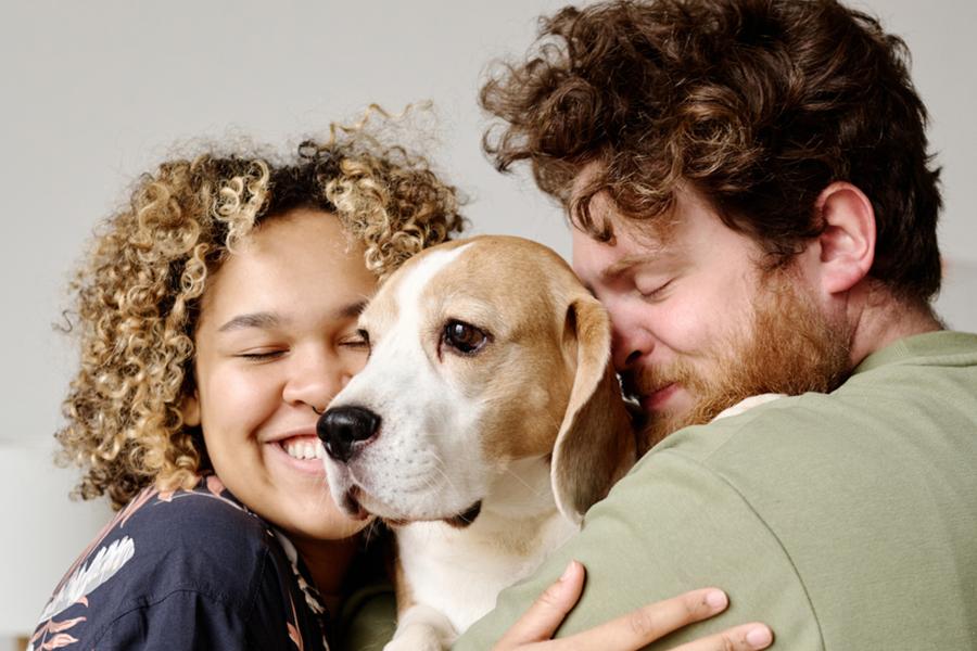 A young mixed race couple cuddling their beagle dog, the woman has curly hair and is smiling at her man with brown short curly hair on a neutral background