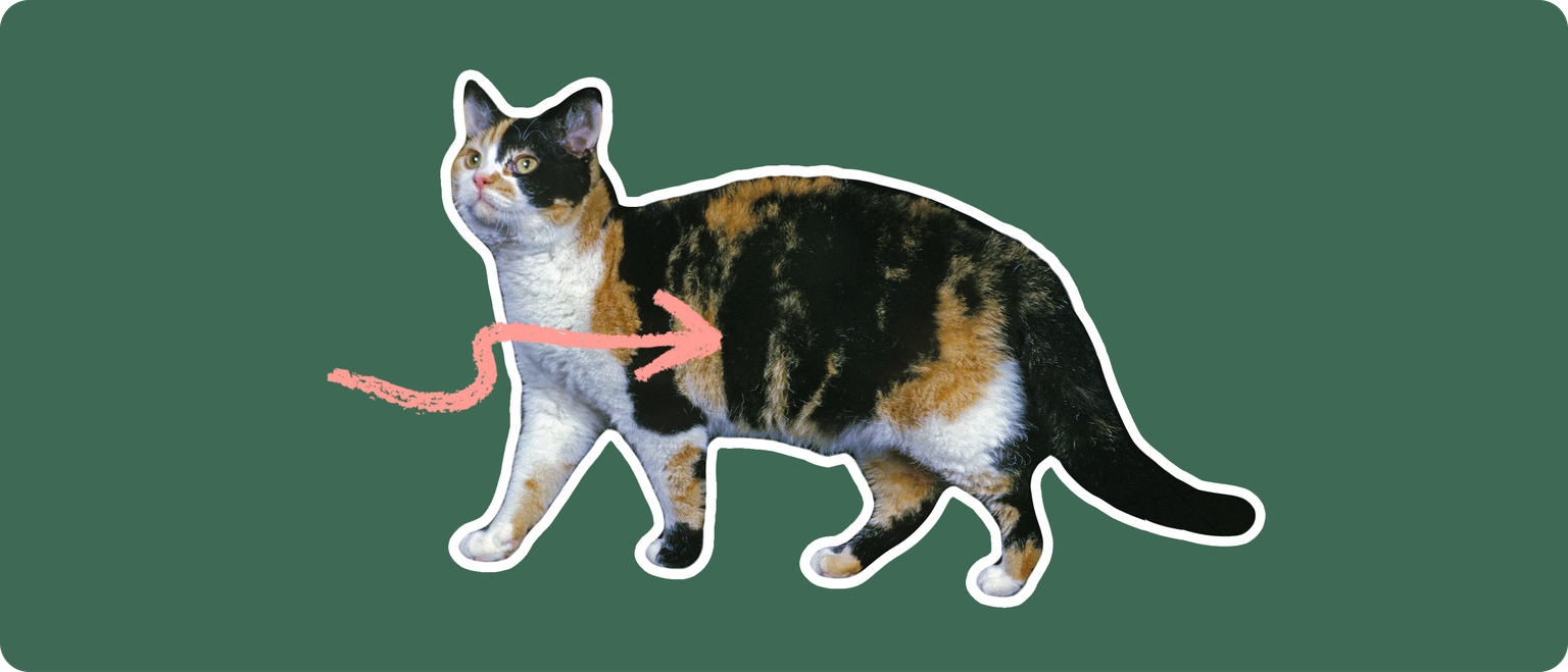 ut out with a white outline, with a pink arrow pointing to it's body center, on a solid green background