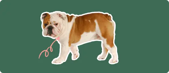 English bulldog