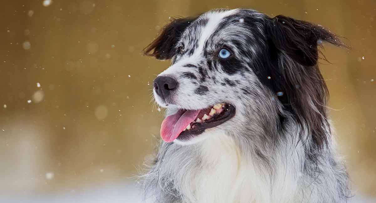Blue Merle Australian Shepherd dog