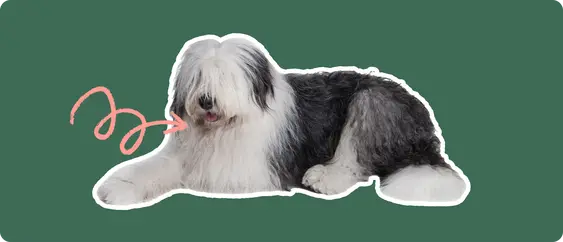 An old english sheepdog cut out with a white outline, with a pink arrow pointing to it's throat, on a solid green background