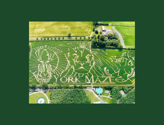 A birds eye view of 'York Maze' cut in to Maize.
