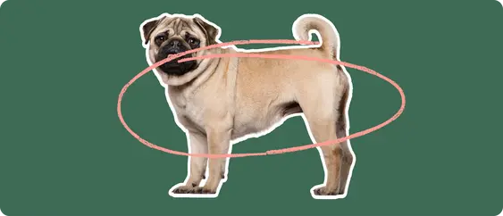 Pug