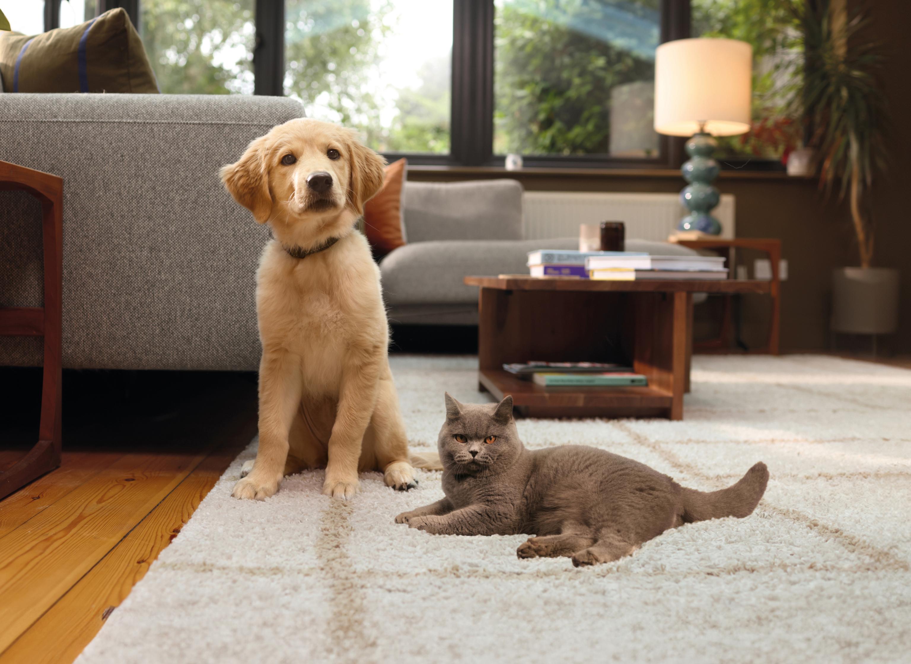 Multi-pet-insurance