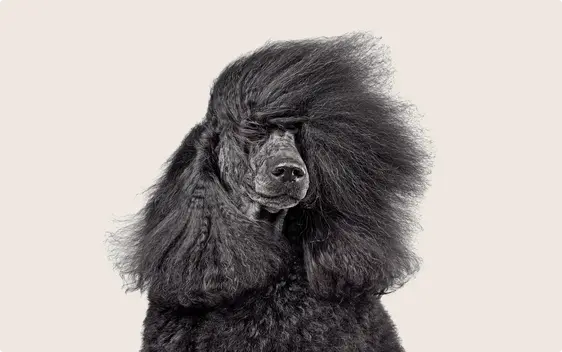 Poodle