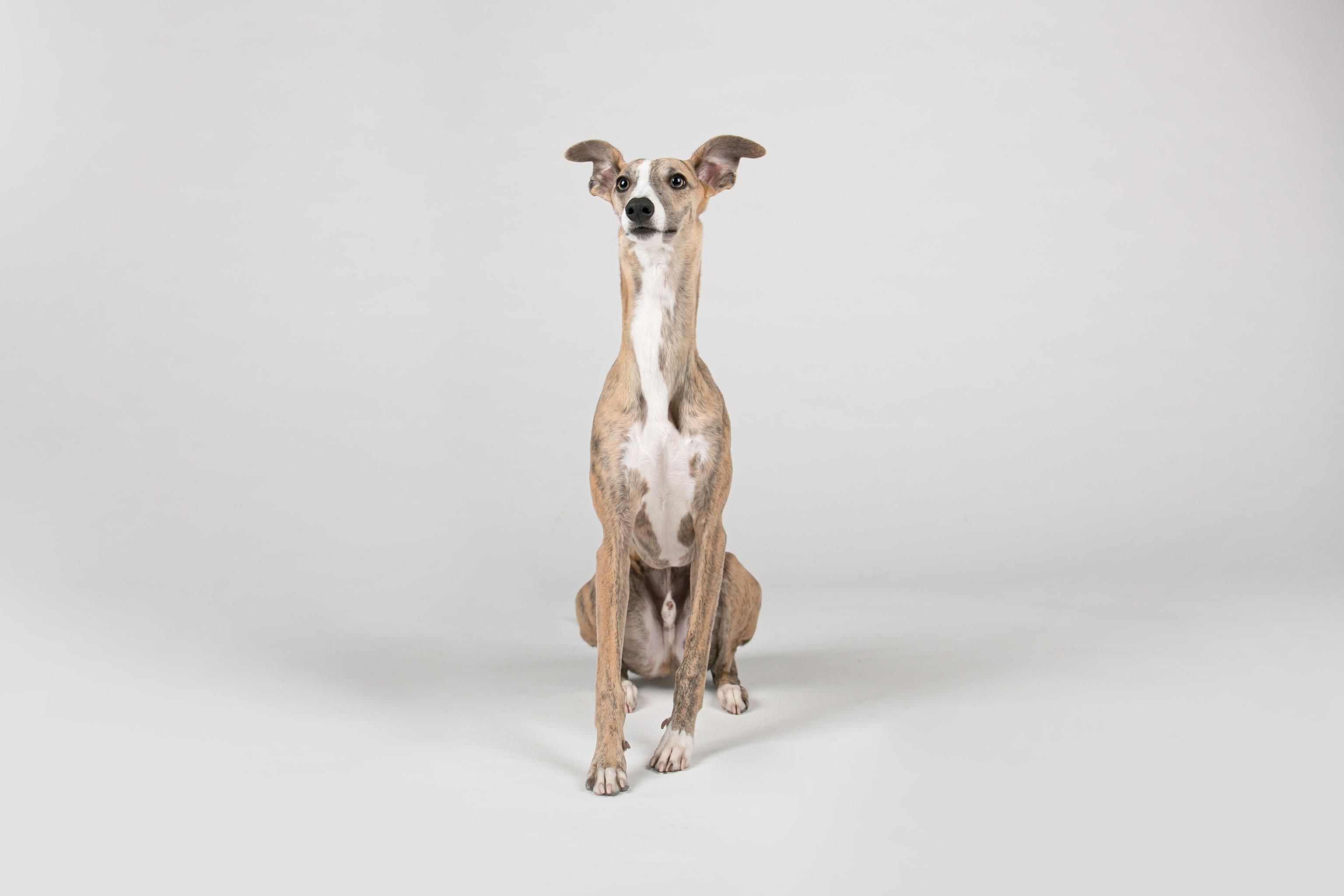 greyhound sitting on gray background