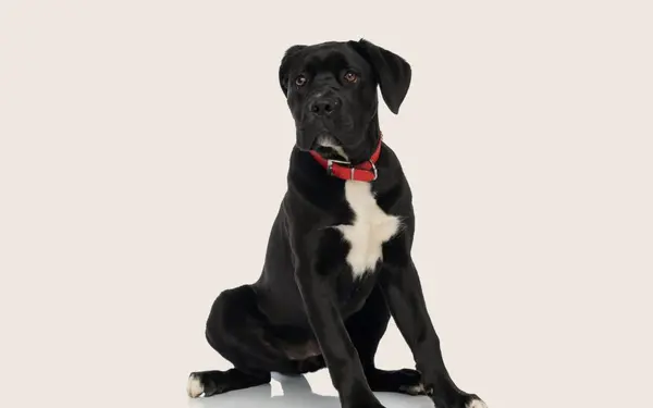 Black Cane Corso puppy sitting down