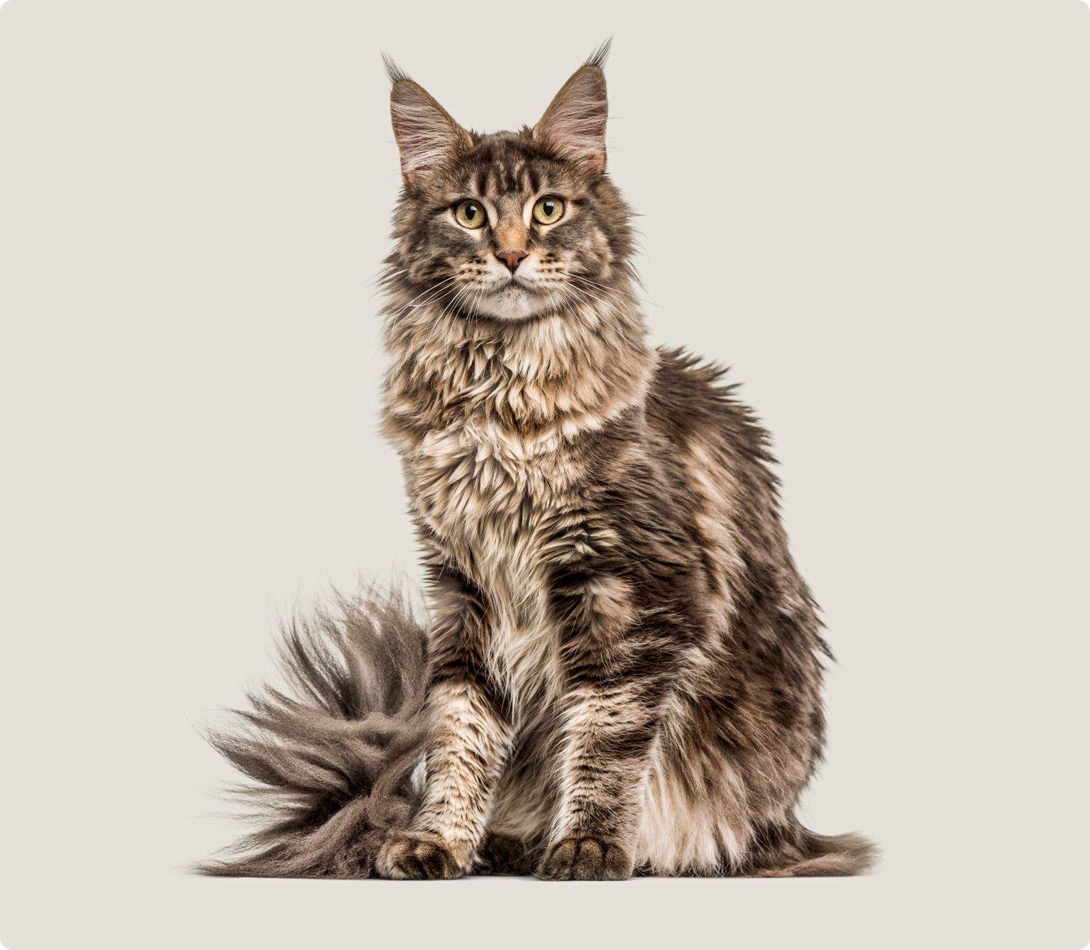 A majestic Maine Coon cat sits regally, its fluffy tufted ears and long, lush fur creating a wild yet sophisticated look, set against a cream colored background.