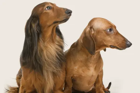 Dachshund