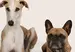 A white and tan whippet dog laying down next to a brown french bull dog on a beige background