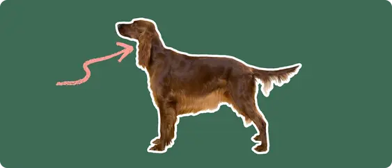 The sideview of an Irish setter dog standing, cut out with a white outline, with a pink arrow pointing to it's neck, on a solid green background