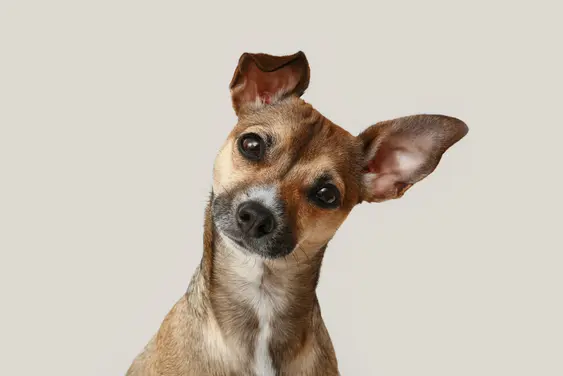 Chihuahua hero image