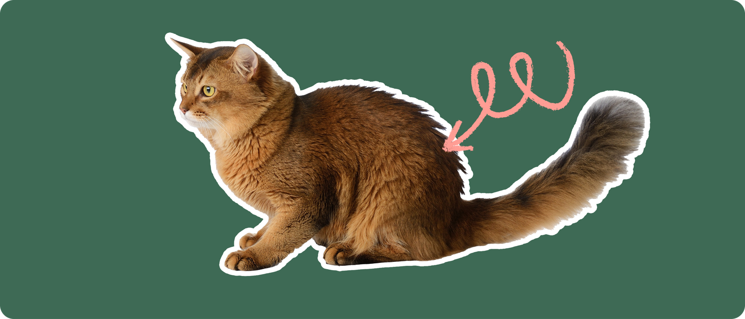 A sideview of a Somali cat cut out with a white outline, with a pink arrow pointing to it's back, on a solid green background