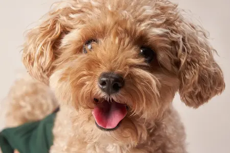Maltipoo