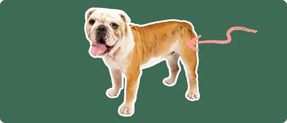Old English Bulldoge with a pink arrow drawn to its hip
