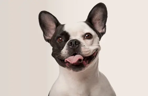 A French Bulldog