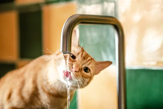 Ginger cat drinking out of a running tap