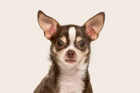 Portrait of a brown and white Chihuahua looking directly at the camera with a neutral expression against a beige background.