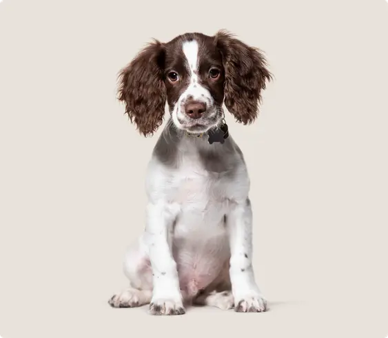 English Springer Spaniel