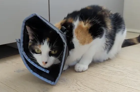 Comfy Cone cat