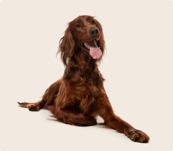 A brown Irish setter laying down on a beige background
