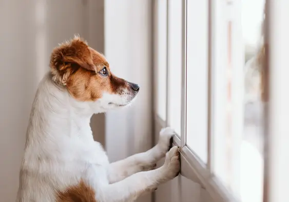 Puppy looking outside