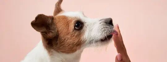 Training a dog