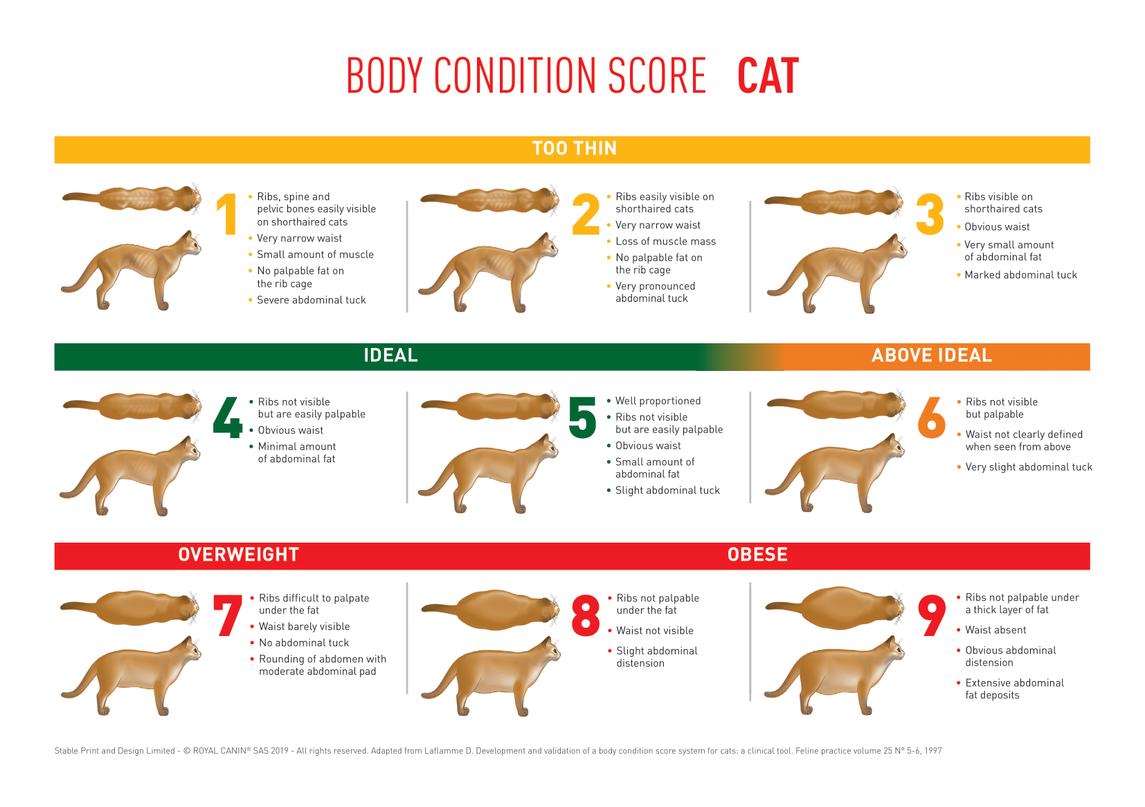 A body condition scoring chart for a cat - that goes from 1 (too thin) to 9 (obese).