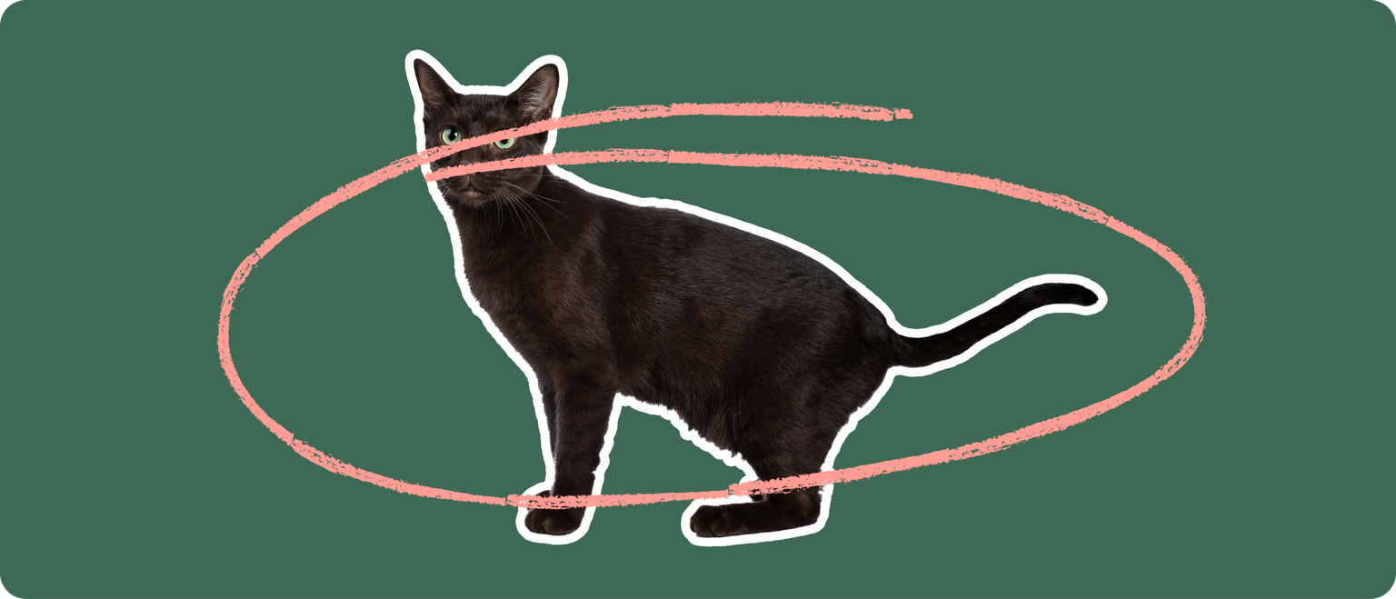 A black cut cut out with a white outline, with a pink circle around it's body, on a solid green background