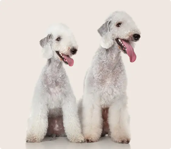 Two white Bedlington Terriers sitting next to each other on a beige background