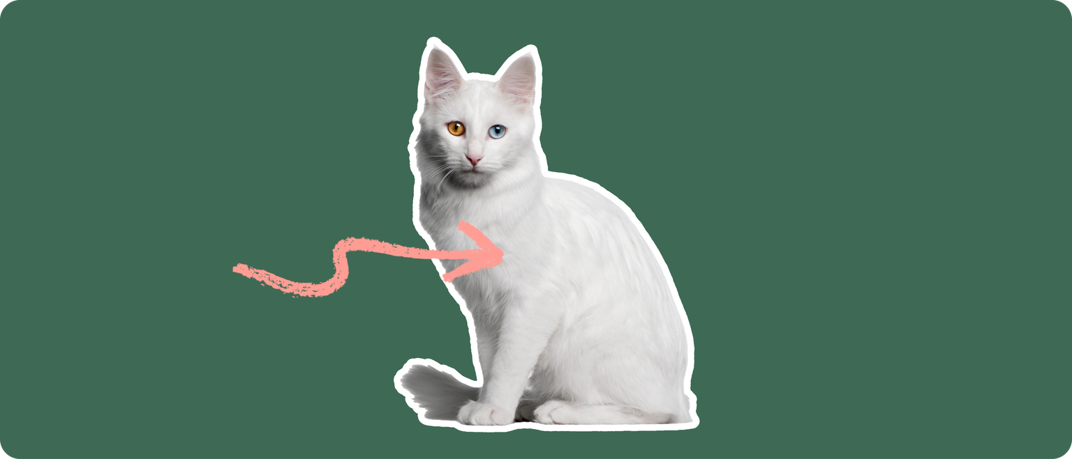 A white Turkish Angora cat with one brown eye and one blue eye, cut out with a white outline, with a pink arrow pointing to it's chest, on a solid green background