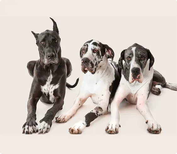 Great Dane