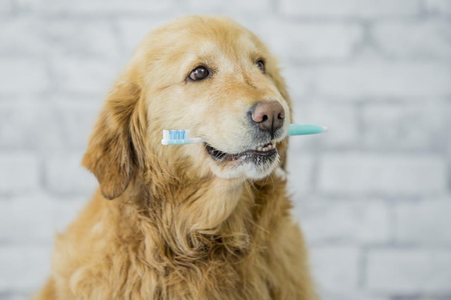 dog with toothbrush