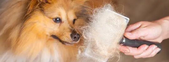 Image of a Pomeranian being brushed