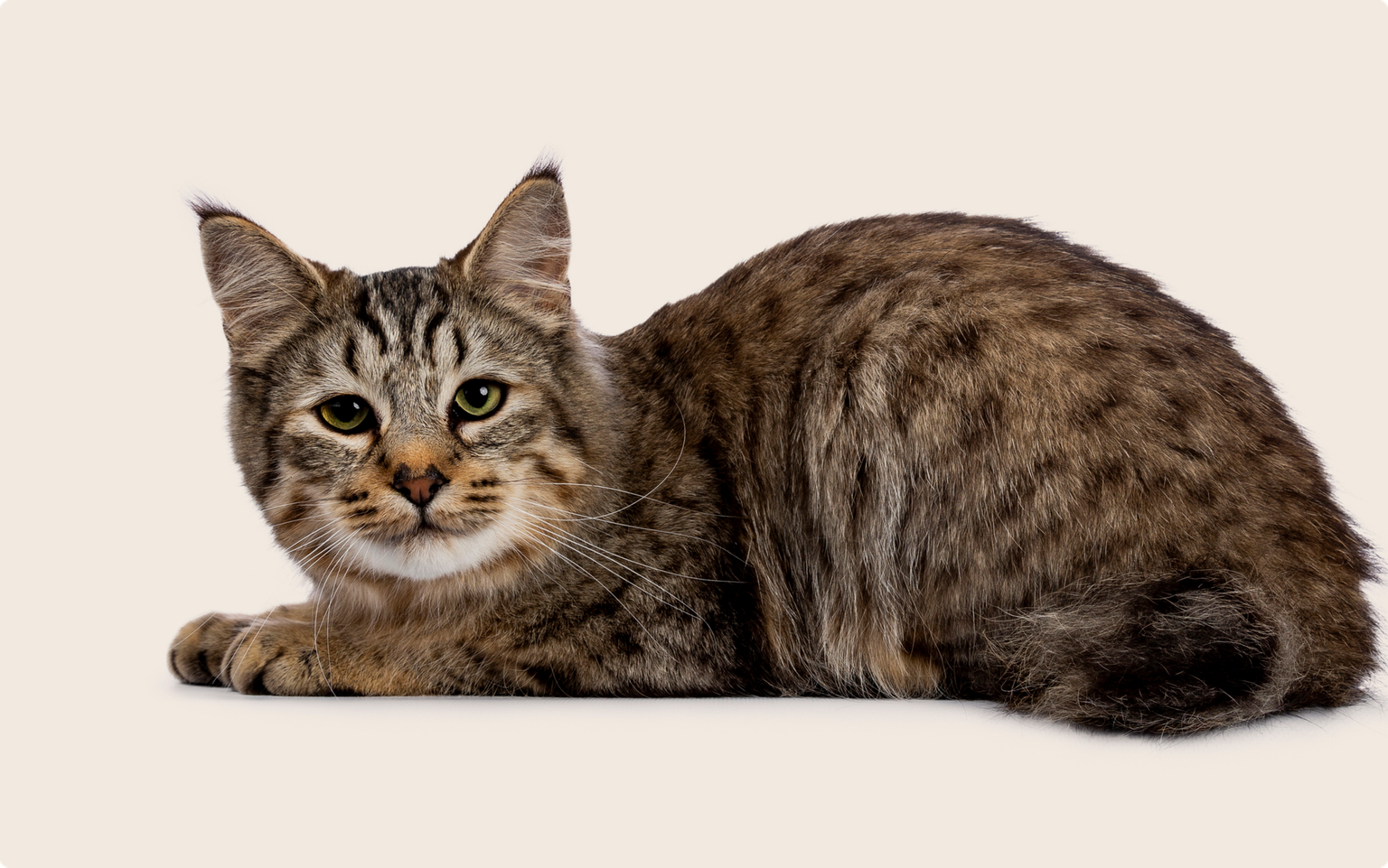 A pixie-bob cat laying down on a beige background