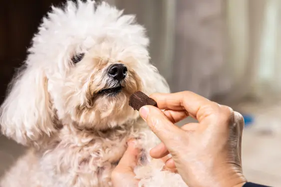 poodle with eyes obscured, being offered a monthly heartworm chew by a human hand
