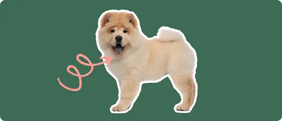 Image of a chow chow with hypothyroidism
