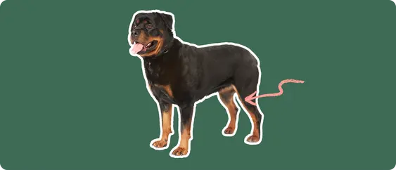 Image of a Rottweiler with a pink arrow pointing at its knee
