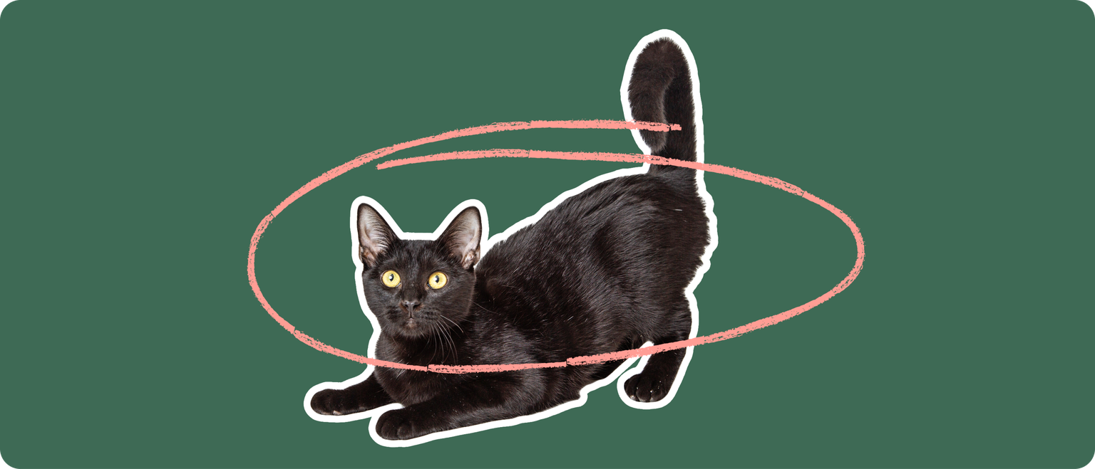 A black Bombay cat cut out with a white outline, with a pink circle around it's body, on a solid green background.