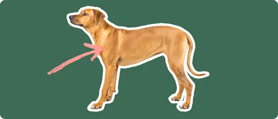 Image of a brown Rhodesian Ridgeback with a pink arrow drawn to its chest