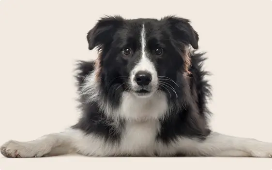 Alert Border Collie with a black and white coat lying down, gazing intently forward, isolated against a light background, with its front paws stretched out.