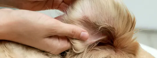 Dogs ear being examined