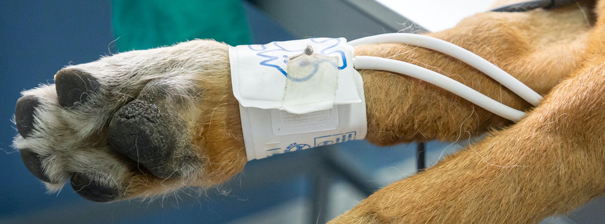 Dog having surgery