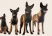 Four mixed breed dogs standing next to each other in order of age: from puppy to adult