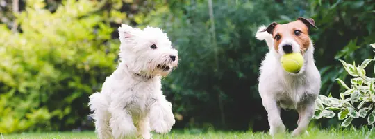 Two dogs playing