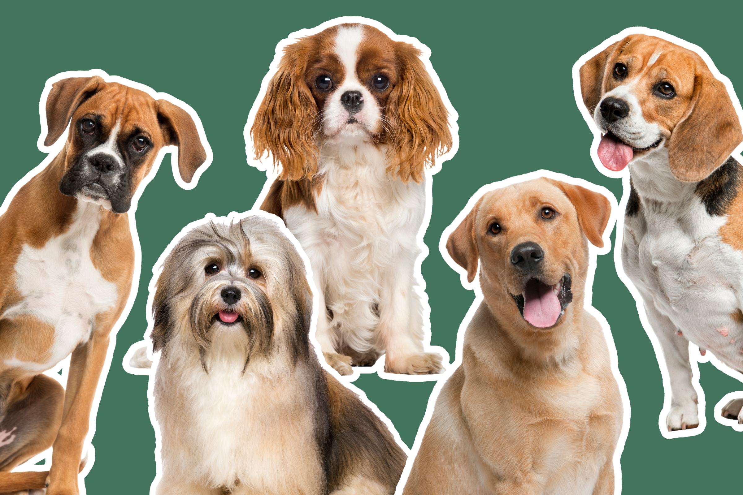 A Boxer dog, Havanese, King Charles Spaniel, Labrador, and Beagle all cut out with a white outline, on a solid green background