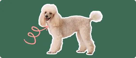 Image of a Poodle with a pink arrow pointing at its thyroid