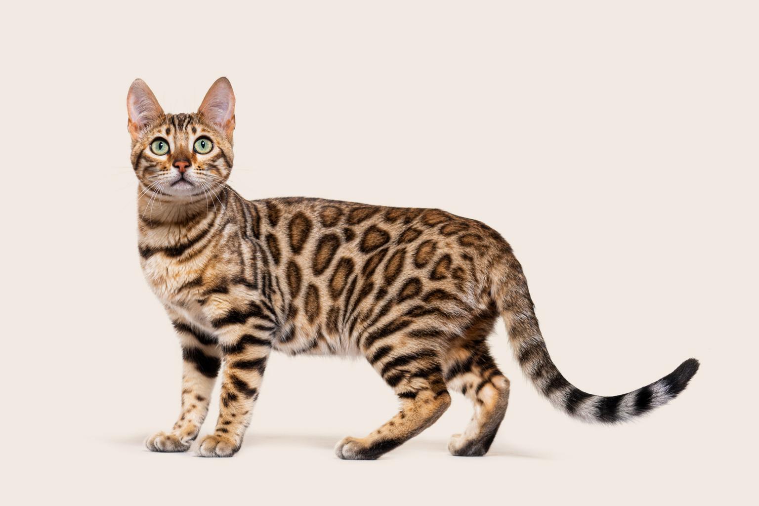 Bengal cat
