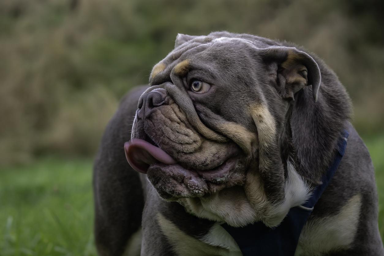 English Bulldog